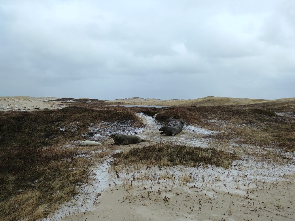 Sable Island’s Vulnerable Ecosystems