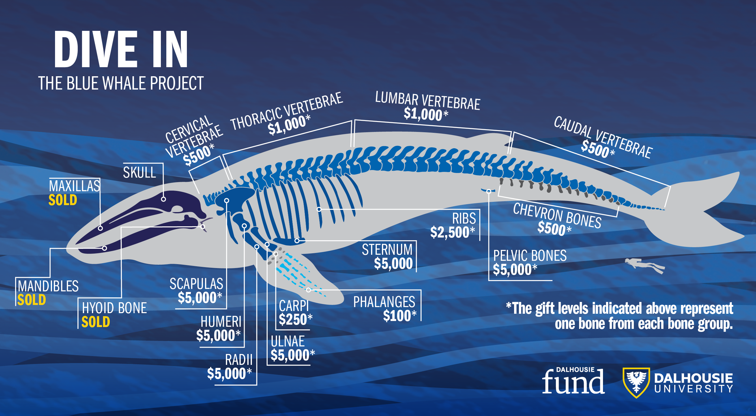 Dive In The Blue Whale Project projectDAL