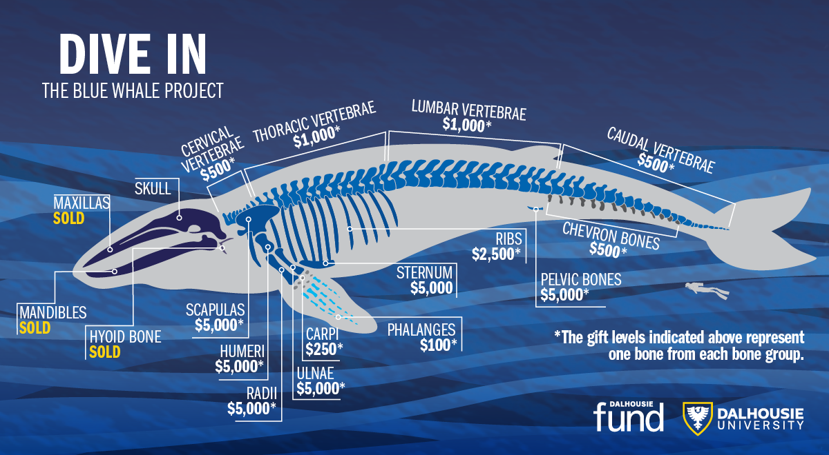 Dive In: The Blue Whale Project - projectDAL