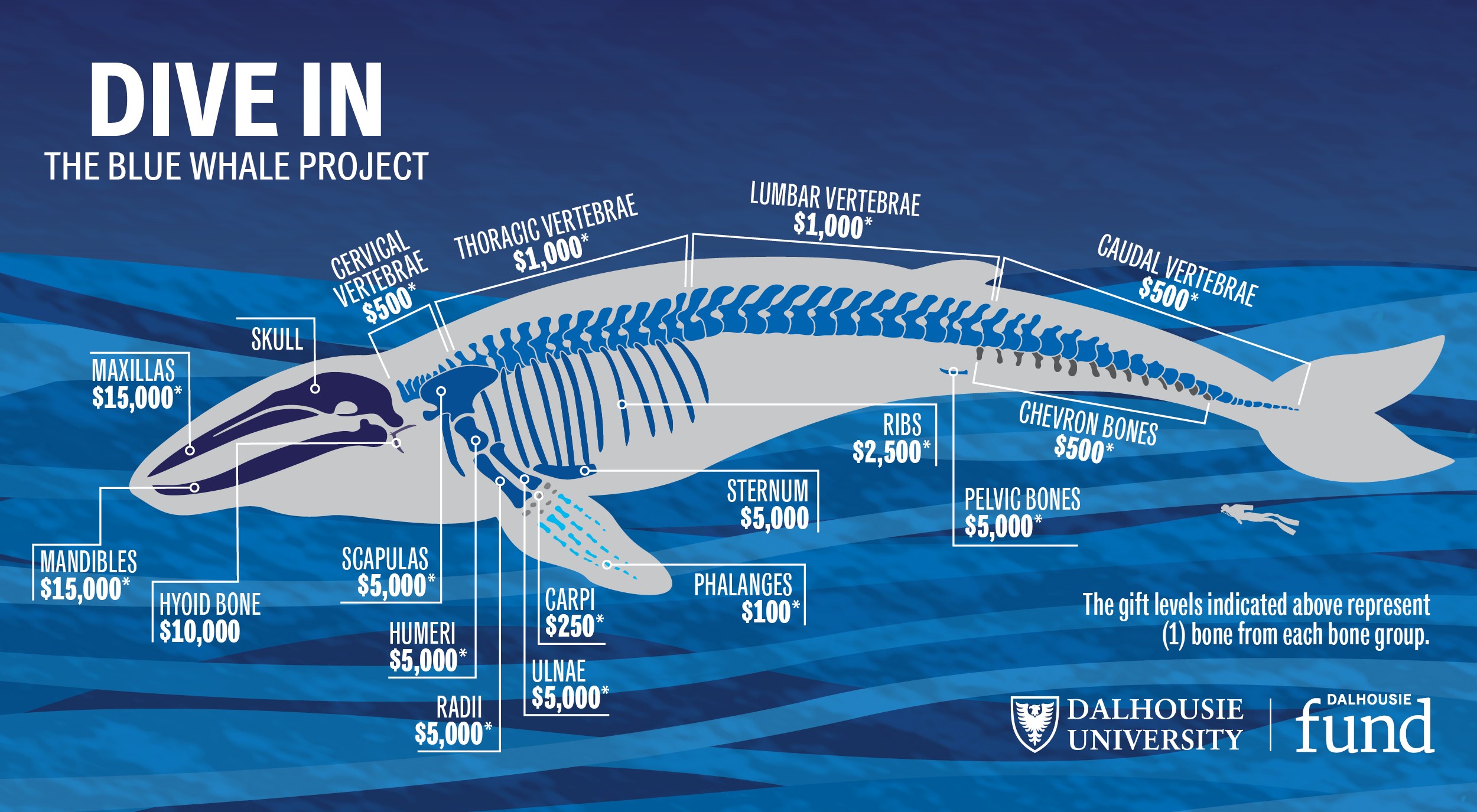 Body Parts Of Whale