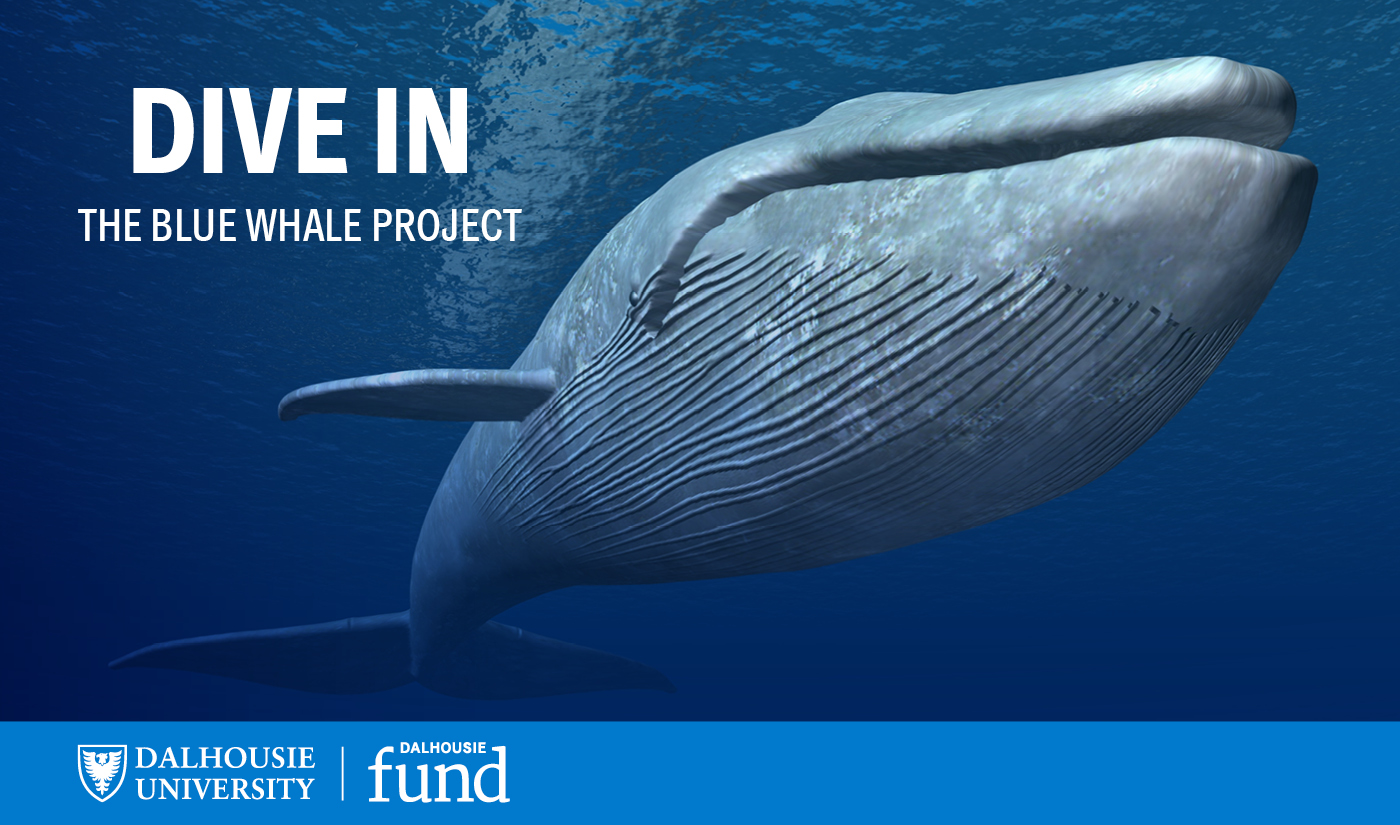 Dive In: The Blue Whale Project