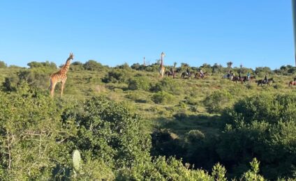 Wildlife Ecology in South Africa – Dalhousie International Field Course